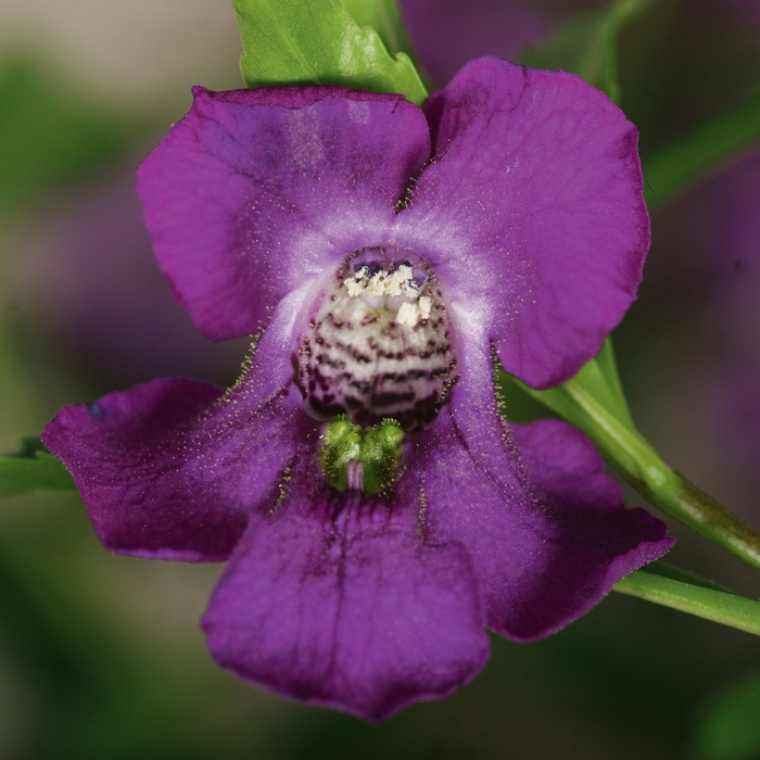 Angelonia angustifolia Carita™ 'Purple' (133842)