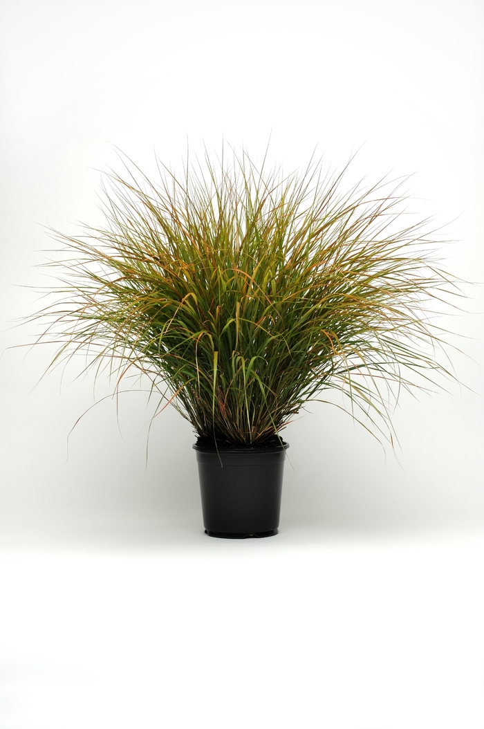 Anemanthele lessoniana ColorGrass® 'Sirocco' (133862)