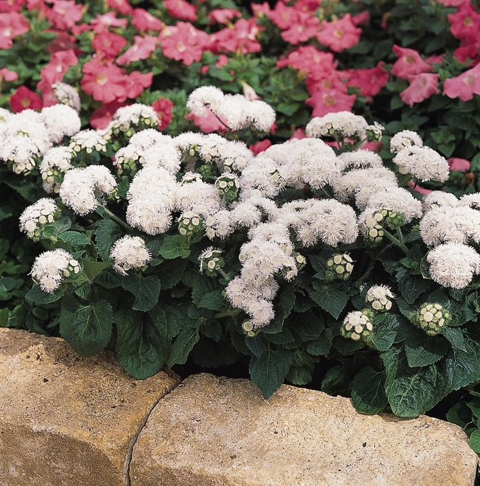 Ageratum Houstonianum High Tide White Floss Flower Garden Center Ageratum Houstonianum High Tide White Floss Flower Garden Center