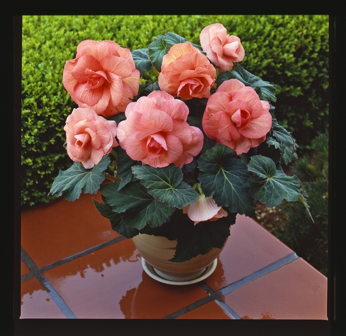 Begonia x tuberhybrida AmeriHybrid® 'Roseform Peach' (134097)