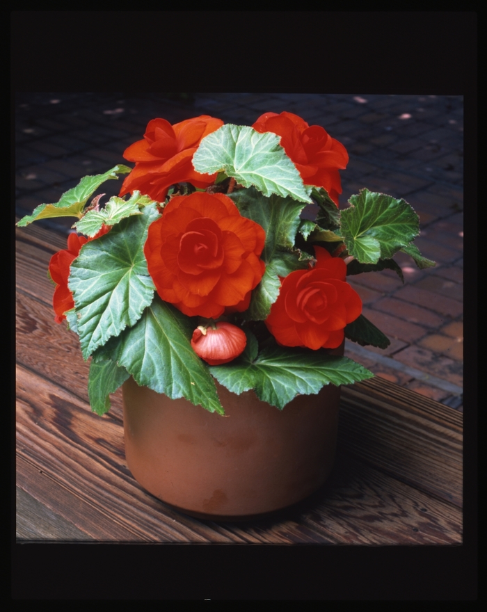 Begonia x tuberhybrida AmeriHybrid® 'Roseform Scarlet Orange' (134108)