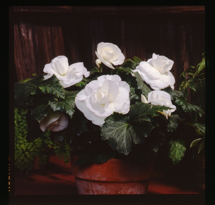 Begonia x tuberhybrida AmeriHybrid® 'Roseform White' (134111)