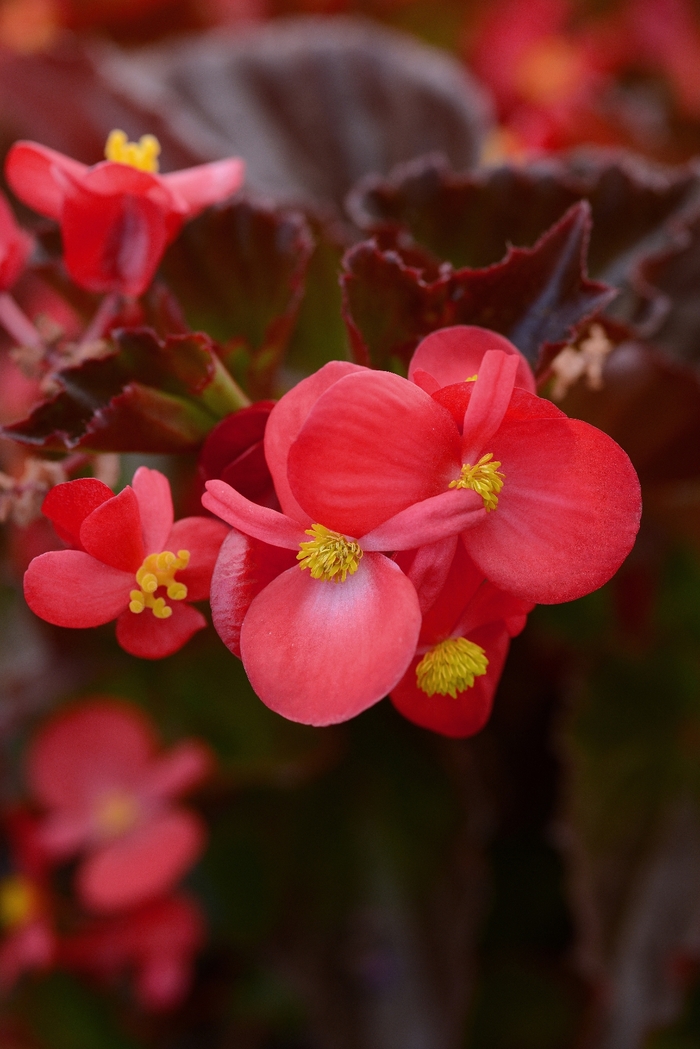 Begonia BabyWing® 'Red' (134140)