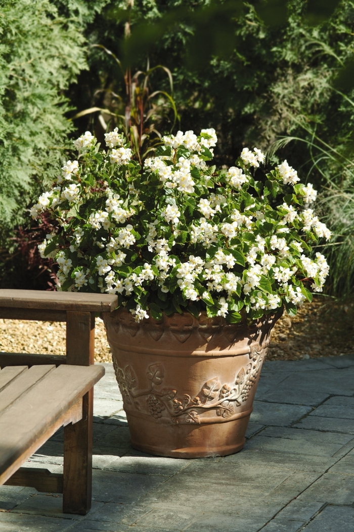 Begonia BabyWing® 'White' (134144)