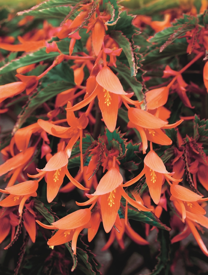 Begonia boliviensis Bonfire® 'Orange' (134165)