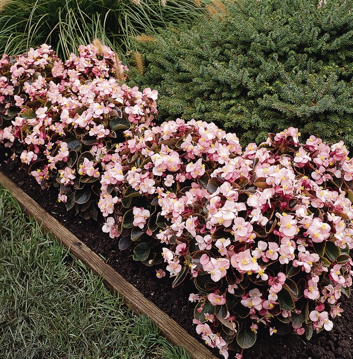 Begonia semperflorens Harmony 'Pink' (134178)