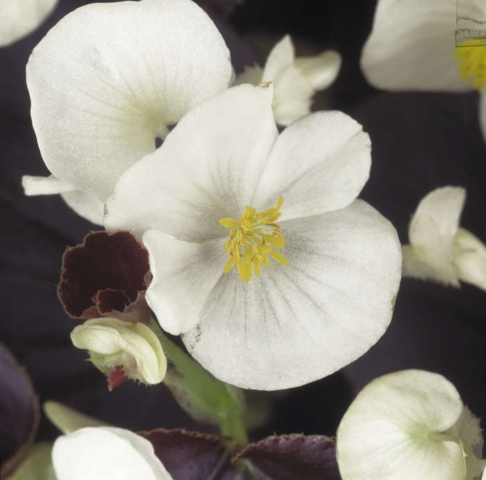 Begonia semperflorens Harmony 'White' (134180)