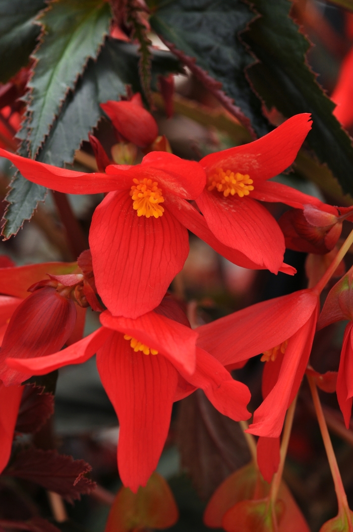 Begonia boliviensis Mistral® 'Dark Red' (134217)
