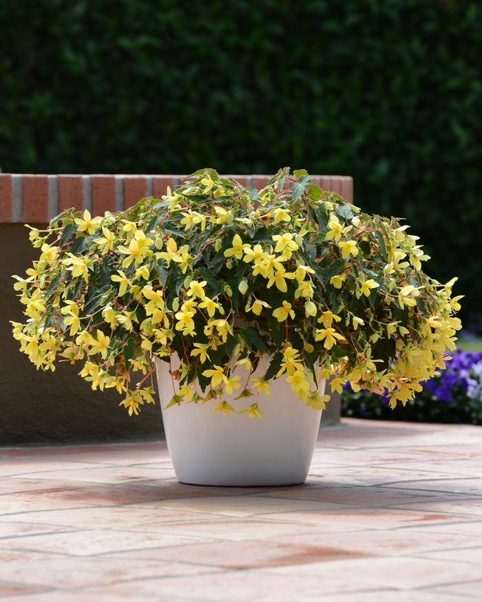 Begonia boliviensis Mistral™ 'Yellow' (134223)