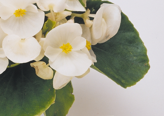 Begonia semperflorens Prelude 'White' (134238)