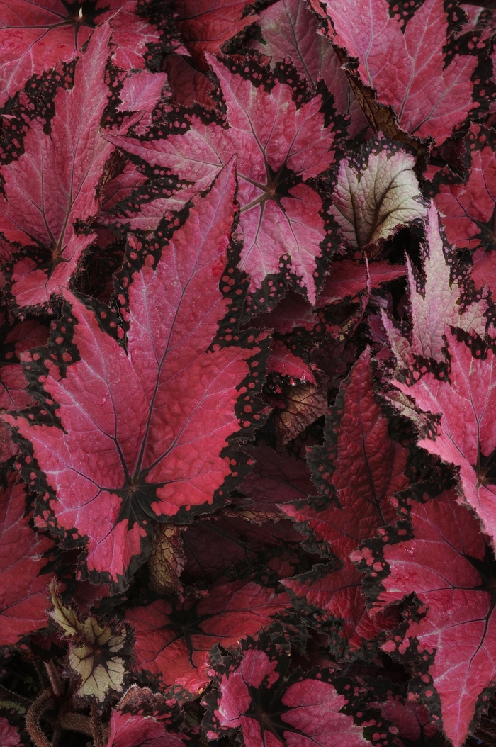 Begonia rex-cultorum Jurassic™ 'Pink Shades' (134243)