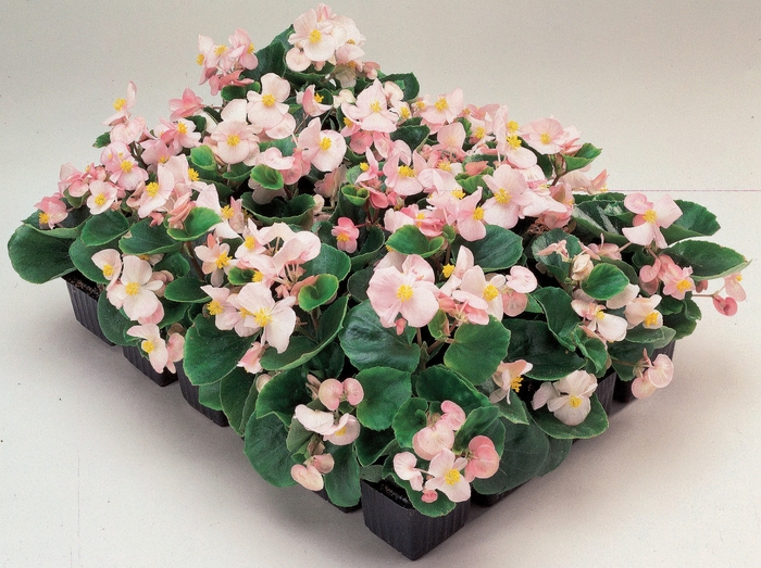 Begonia semperflorens Ambassador 'Soft Pink' (134306)