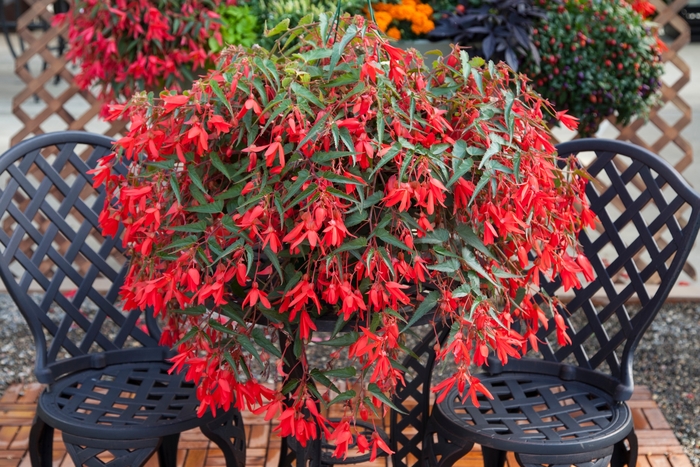 Begonia boliviensis Bossa Nova® 'Red' (134327)