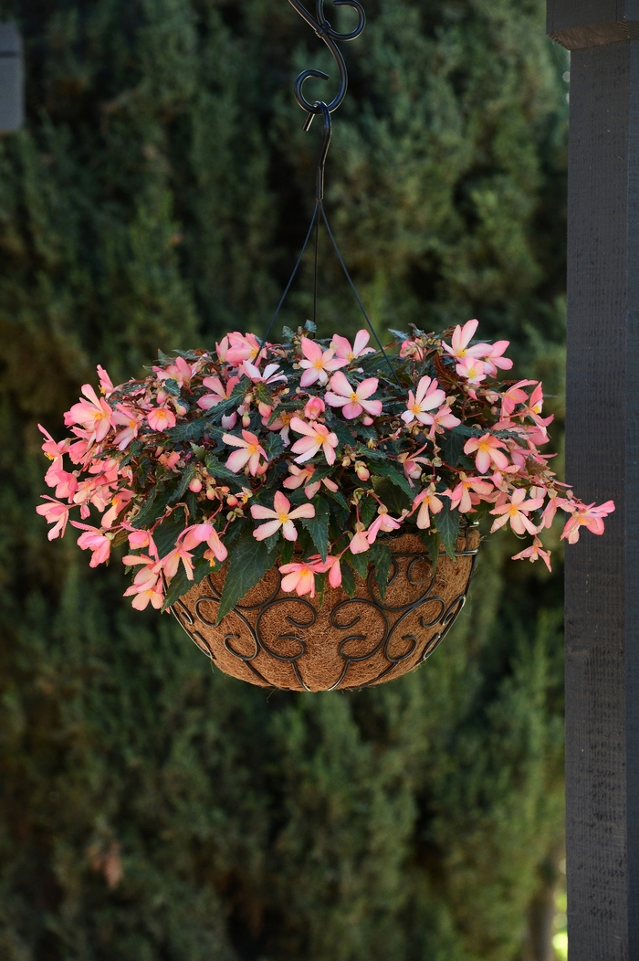 Begonia boliviensis 'Cute Kiss Pink' (134338)