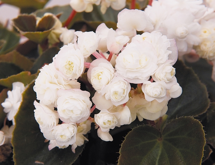 Begonia semperflorens Doublet 'White' (134341)