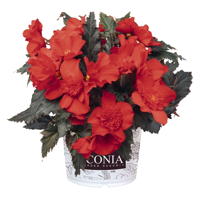 Begonia boliviensis I'Conia 'Unbelievable Red' (134349)