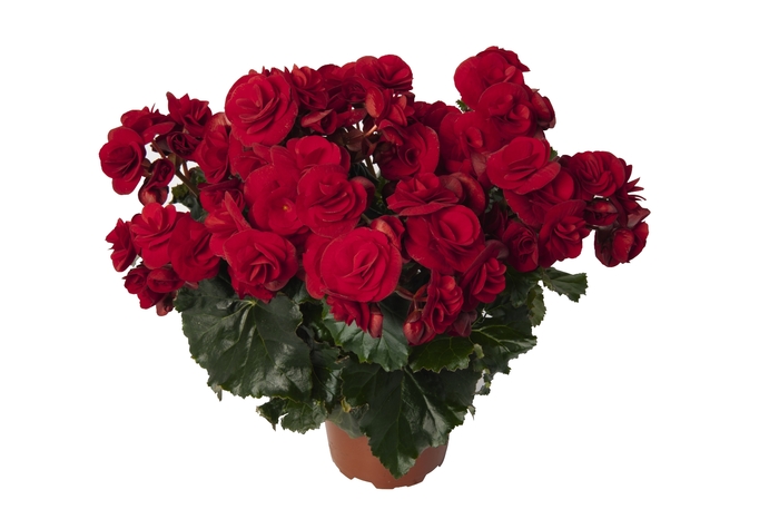 Begonia x hiemalis Solenia® 'Velvet Red' (134380)
