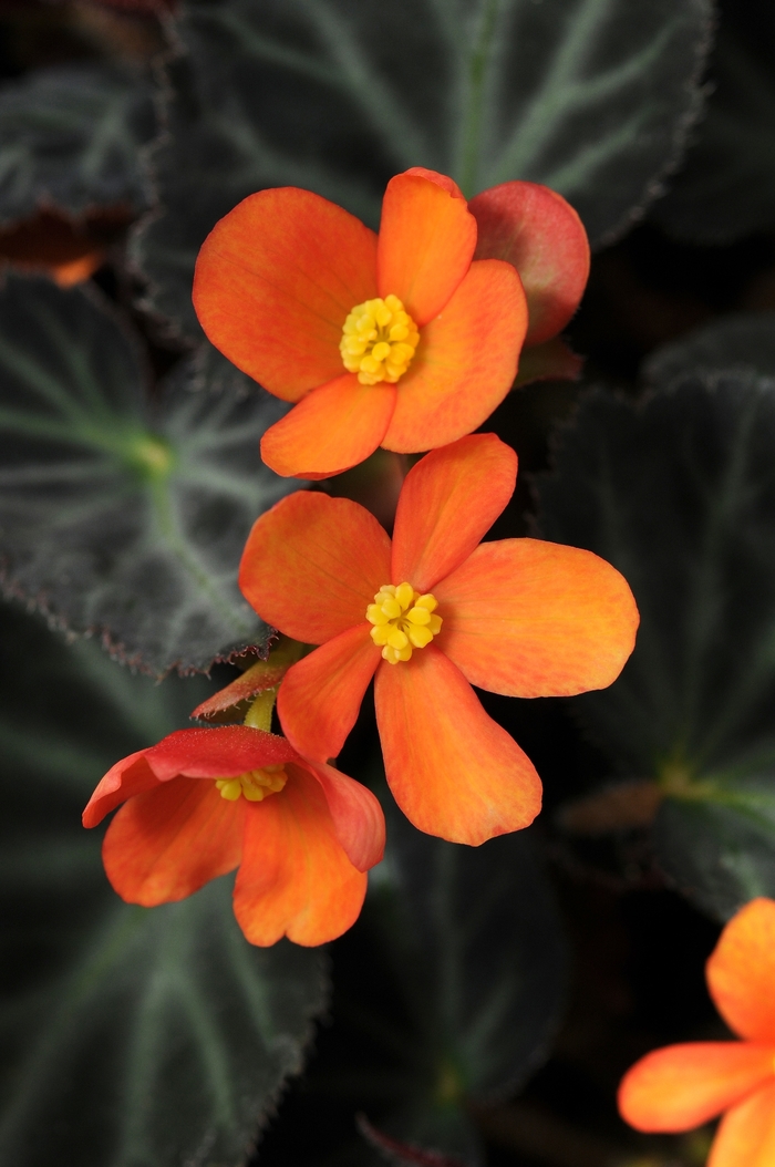 Begonia 'Sparks Will Fly' (134381)