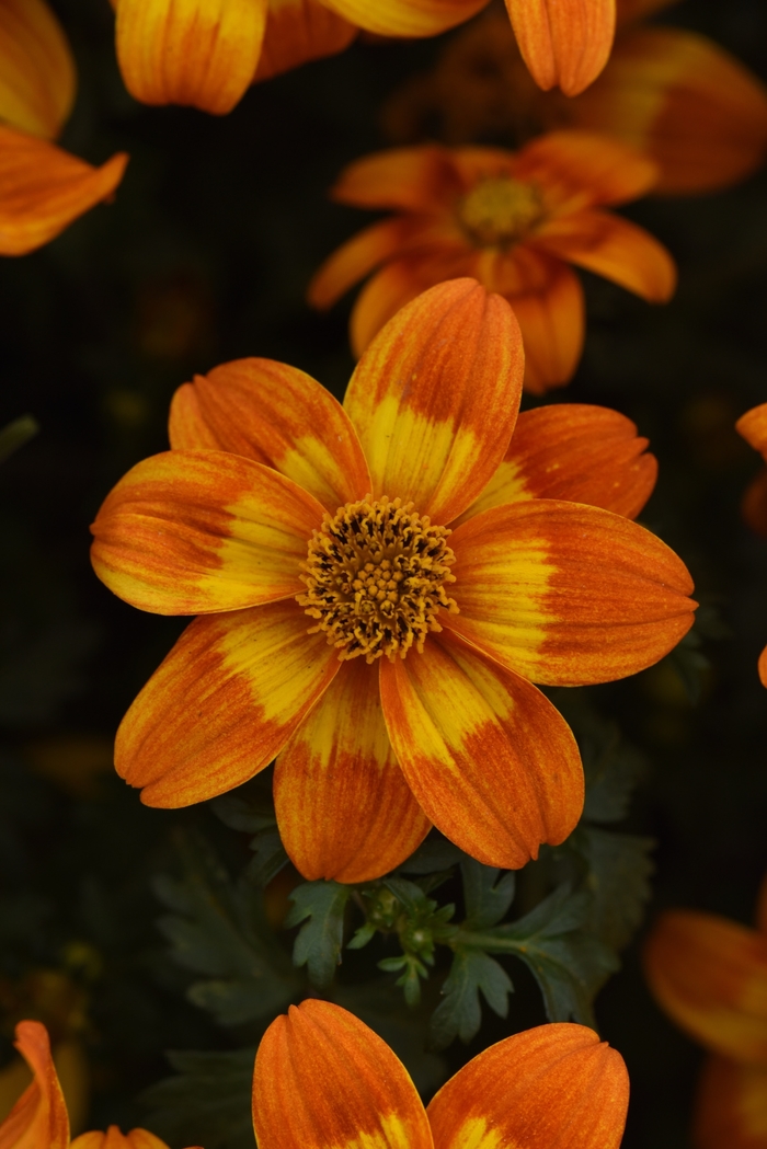 Bidens 'Bee Happy™ Orange' (134443)