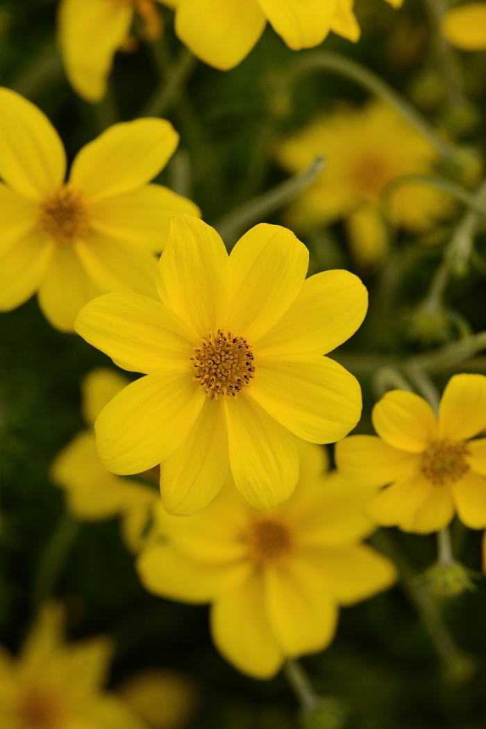 Bidens ferulifolia Namid™ 'Special Yellow' (134451)