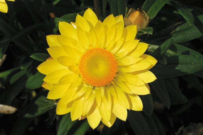 Bracteantha bracteata Mohave™ 'Yellow' (134482)
