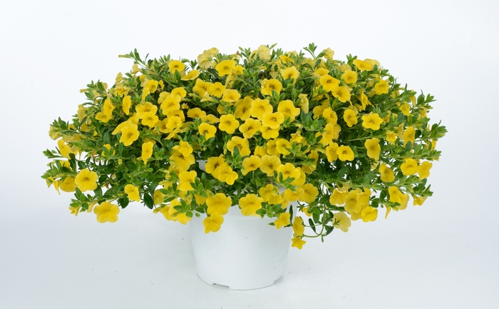 Calibrachoa Noa® 'Yellow' (135029)