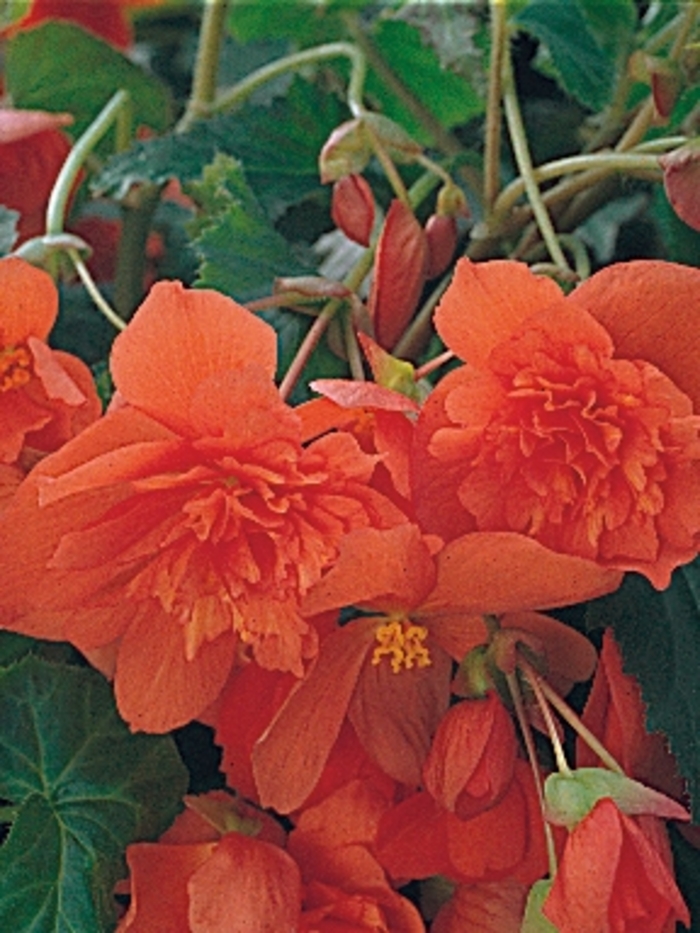 Begonia x tuberhybrida Illumination® 'Orange' (135470)