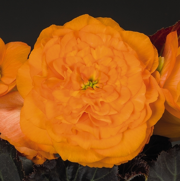 Begonia x tuberhybrida Nonstop® 'Mocca Bright Orange' (135473)