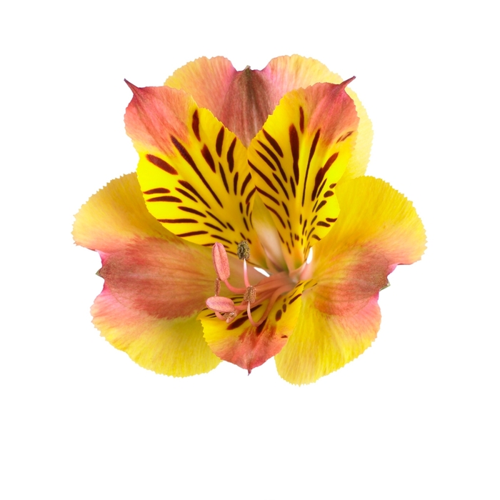 Alstroemeria Colorita® 'Diana' (138821)