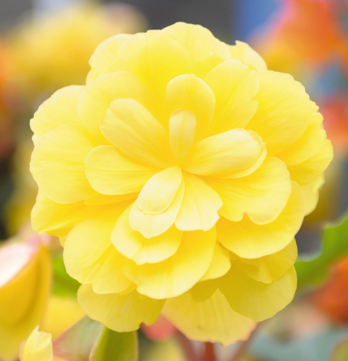 Begonia x tuberhybrida Illumination® 'Lemon' (140864)