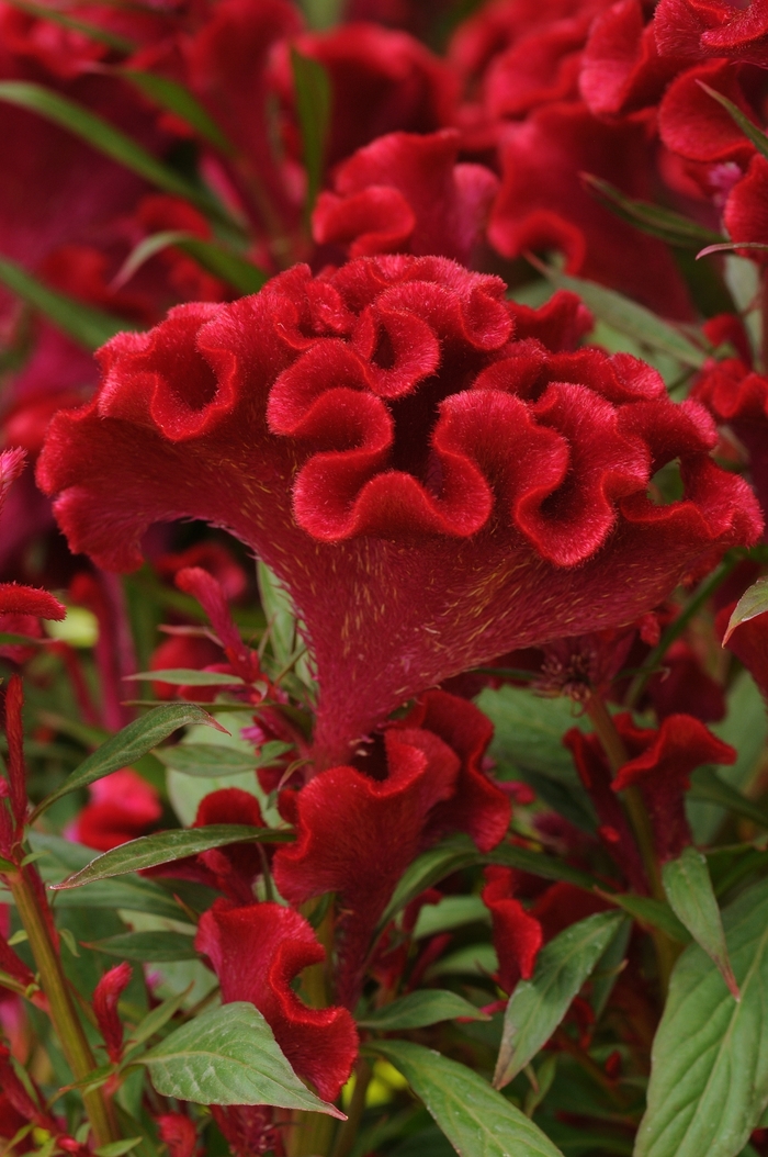 Celosia cristata Twisted™ 'Red Improved' (140883)