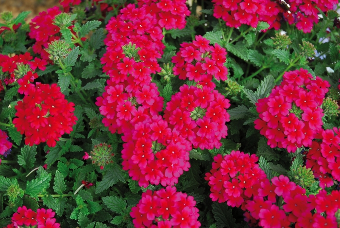 Verbena Lascar™ 'Burgundy' | Garden Center Marketing