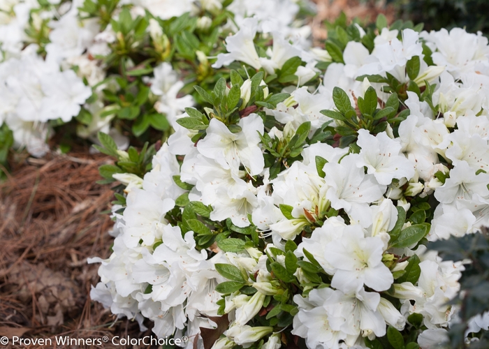Rhododendron Bloom-A-Thon® 'White' (142139)