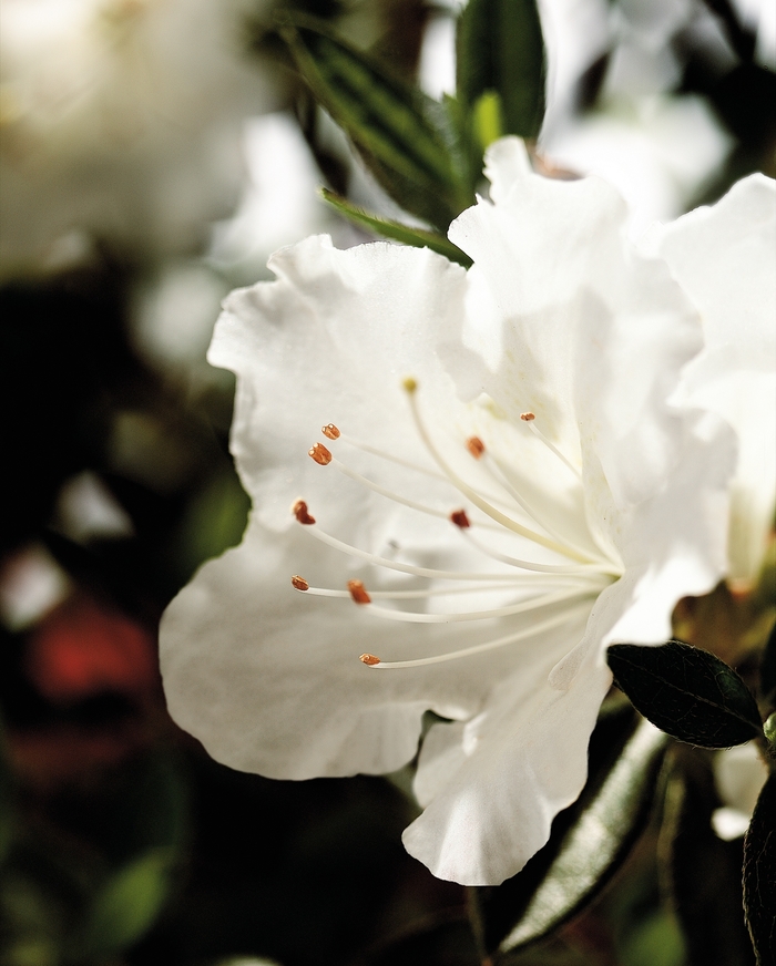 Rhododendron Encore® 'Autumn Angel®' (142656)