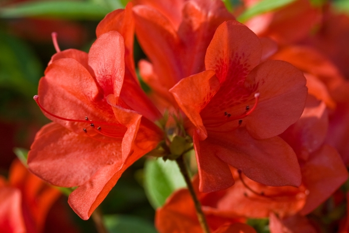 Rhododendron Encore® 'Autumn Bravo®'' (142706)