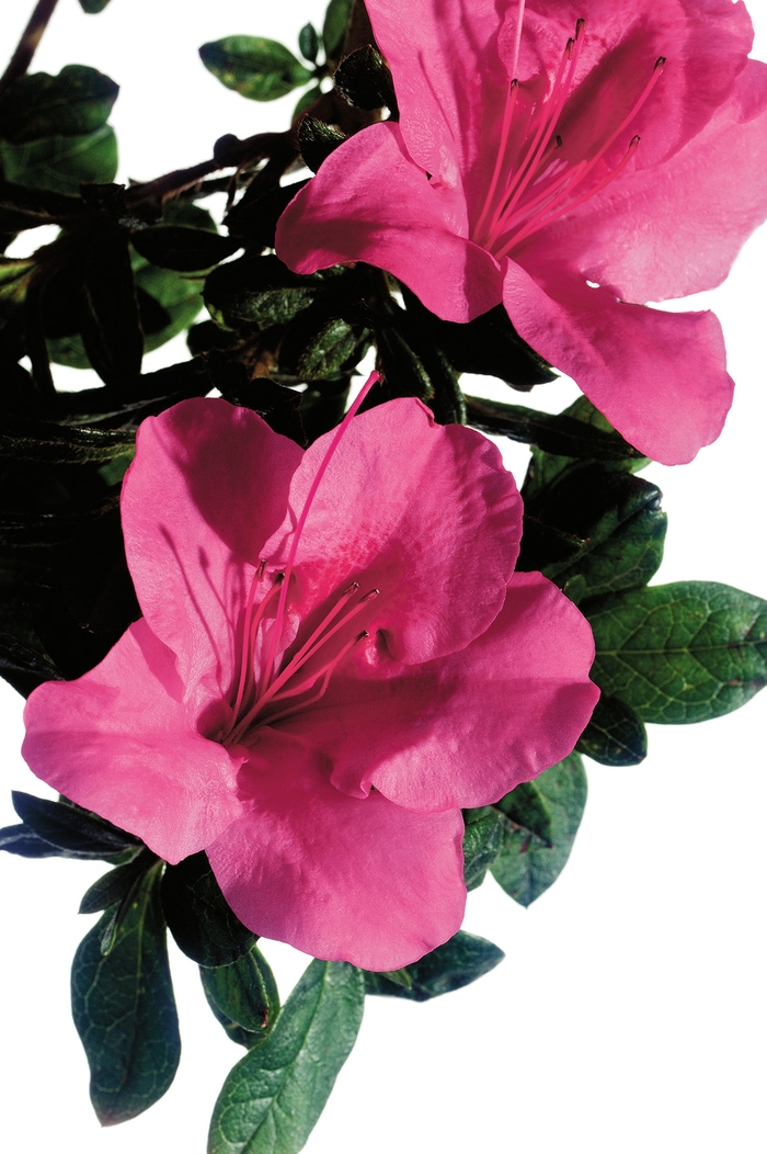 Rhododendron Encore® 'Autumn Carnival®' (142709)