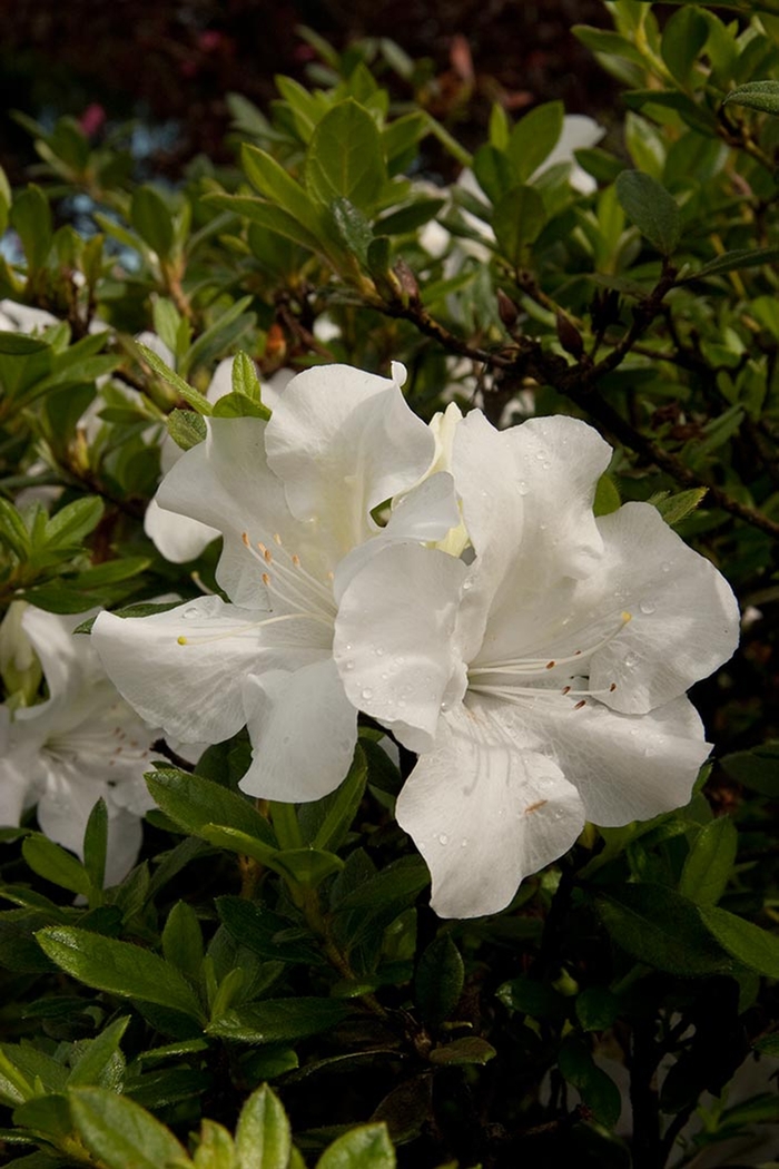 Rhododendron Encore® 'Autumn Ivory®' (142713)