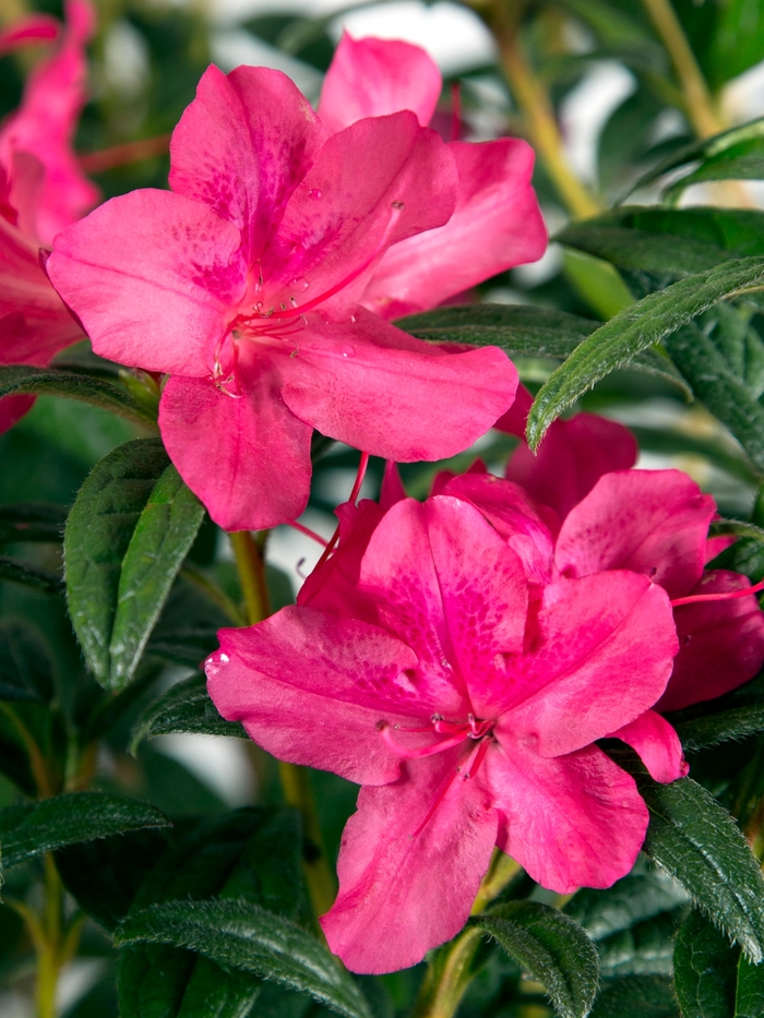 Rhododendron Encore® 'Autumn Jewel®' (142721)