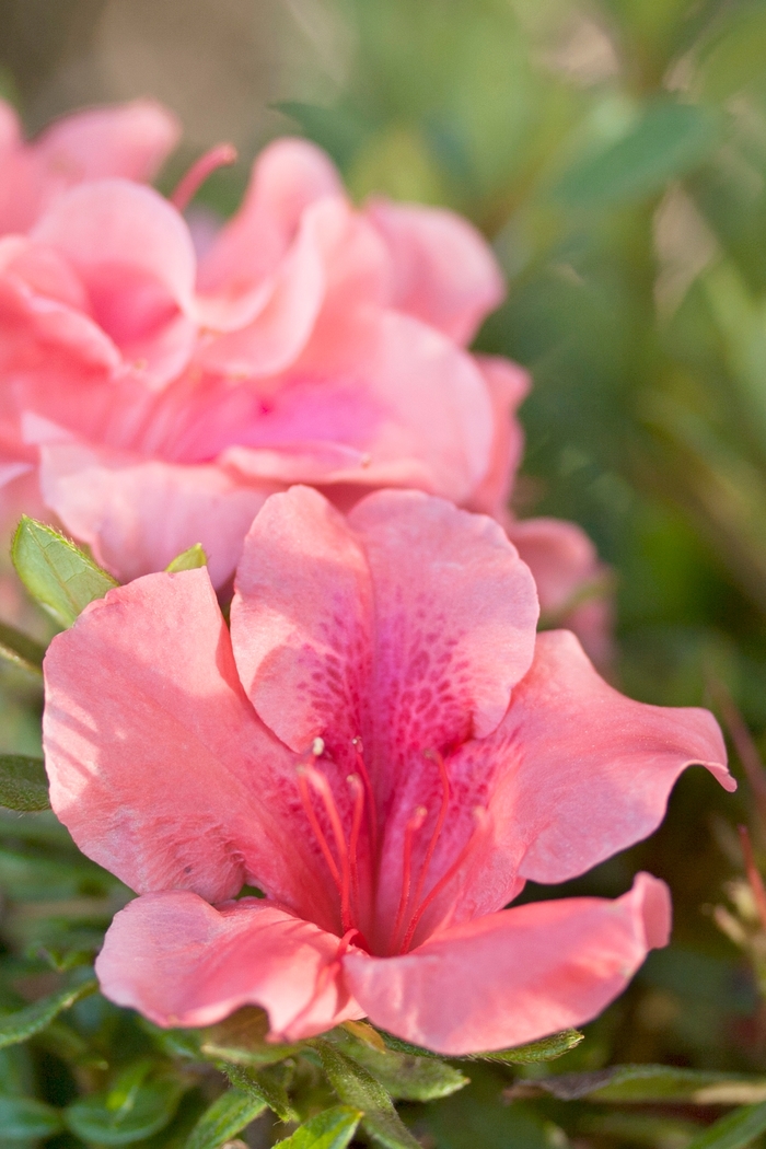 Rhododendron Encore® 'Autumn Coral®' (142728)