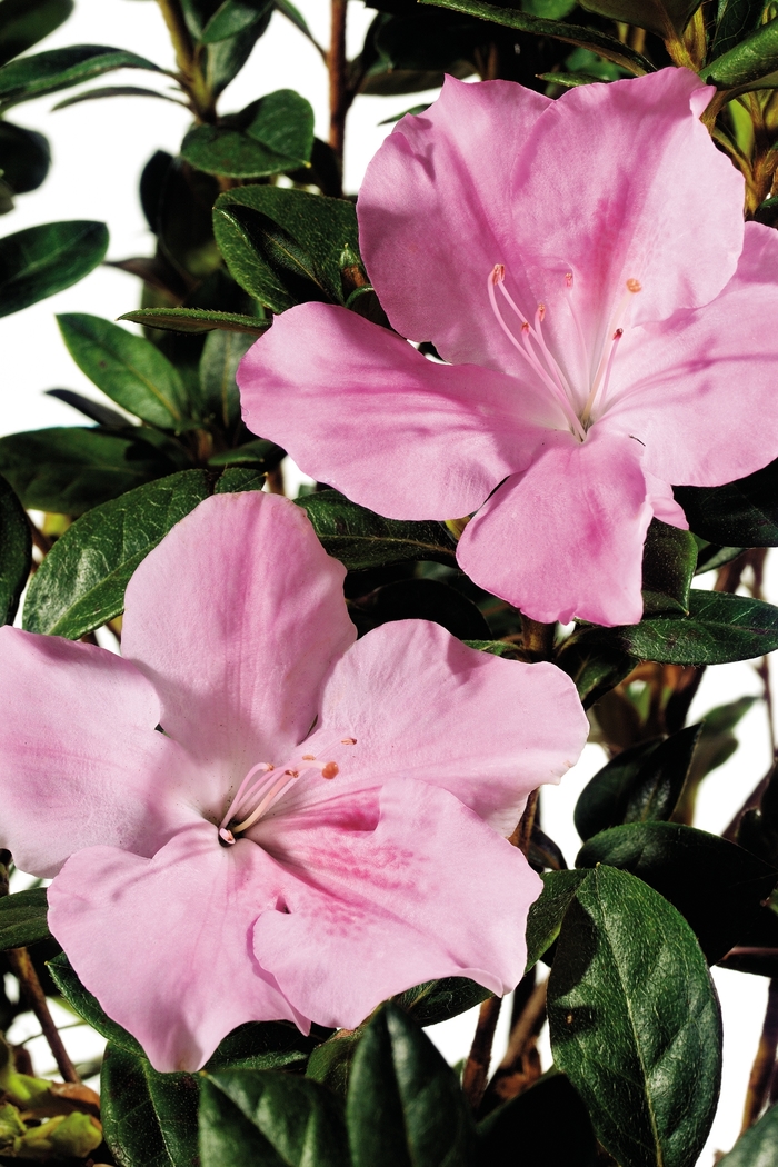 Rhododendron Encore® 'Autumn Sweetheart®' (142729)
