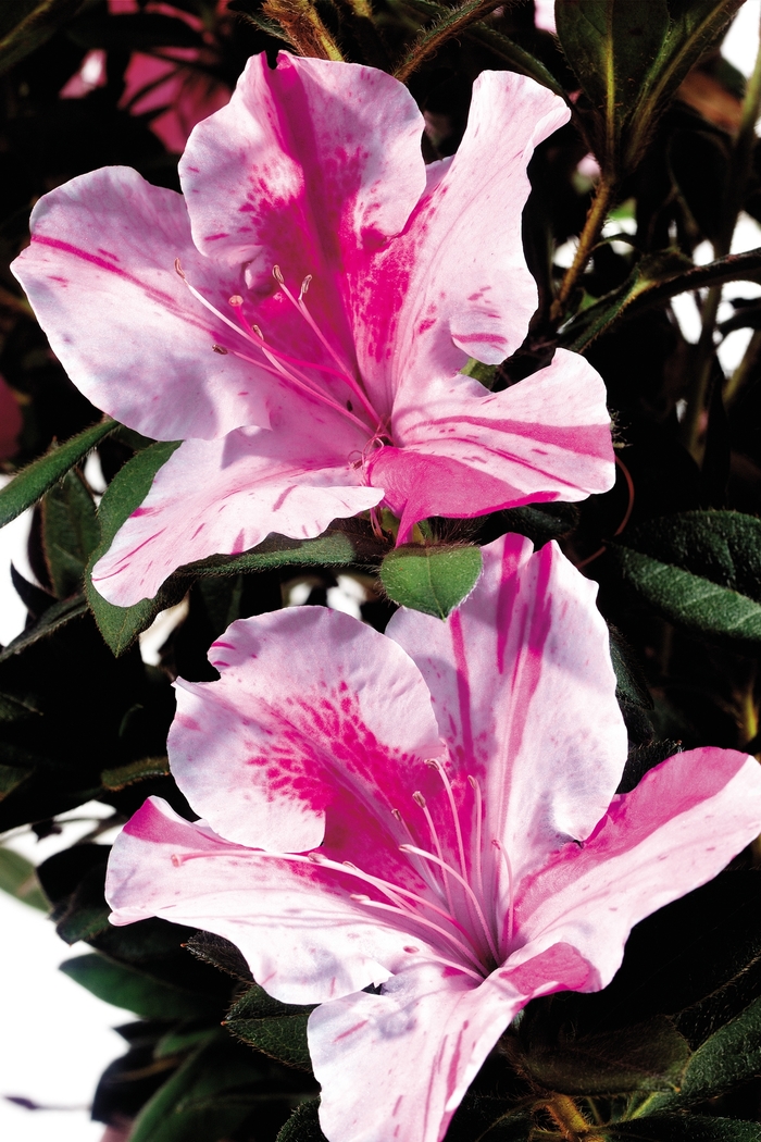 Rhododendron Encore® 'Autumn Twist®' (142730)