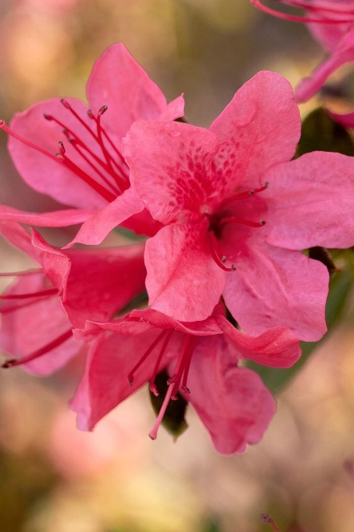 Rhododendron Encore® 'Autumn Cheer®' (142731)