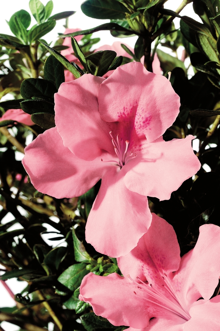Rhododendron Encore® 'Autumn Debutante®' (142732)