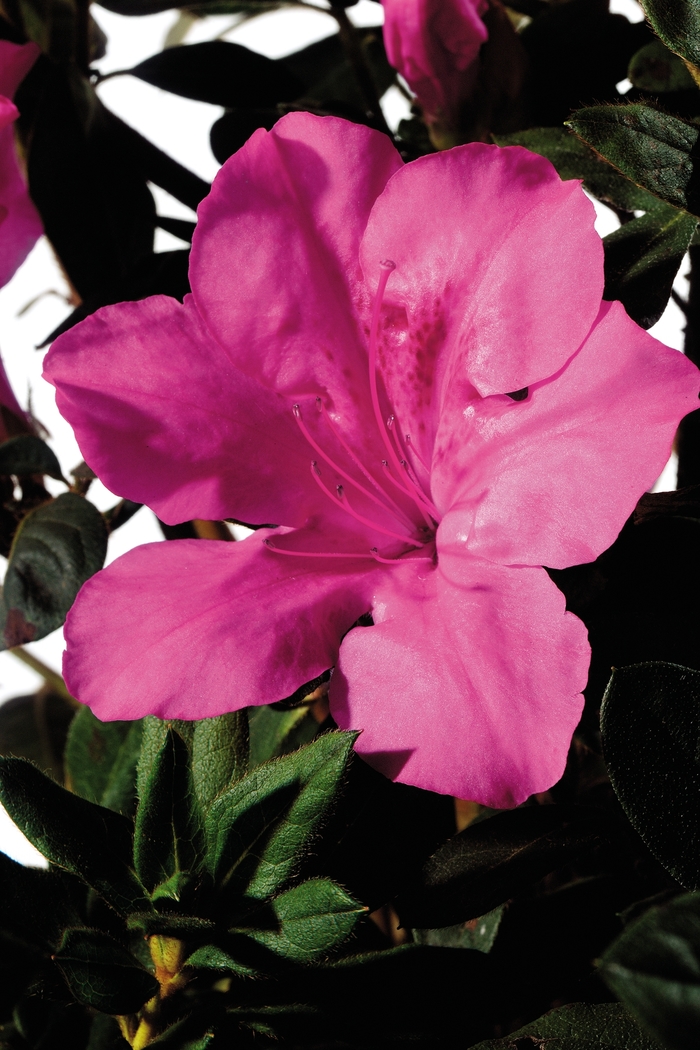 Rhododendron Encore® 'Autumn Sangria®' (142750)