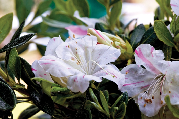 Rhododendron Encore® 'Autumn Starlite®' (142751)