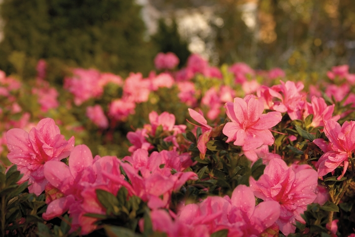 Rhododendron Encore® 'Autumn Empress™' (143007)