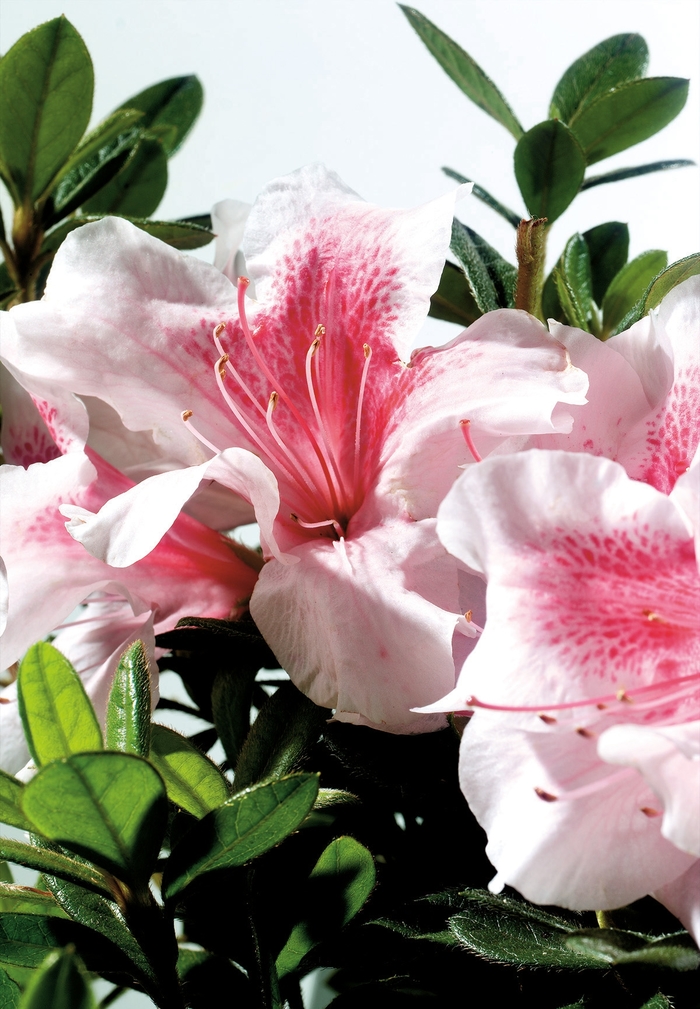 Rhododendron Encore® 'Autumn Chiffon™' (143012)