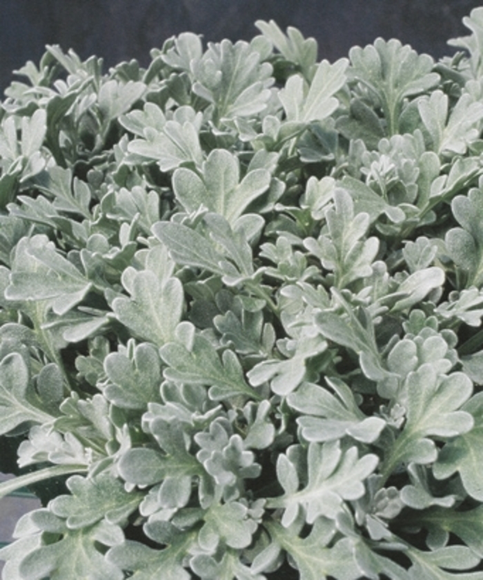 Artemisia stelleriana 'Silver Cascade®' (143104)
