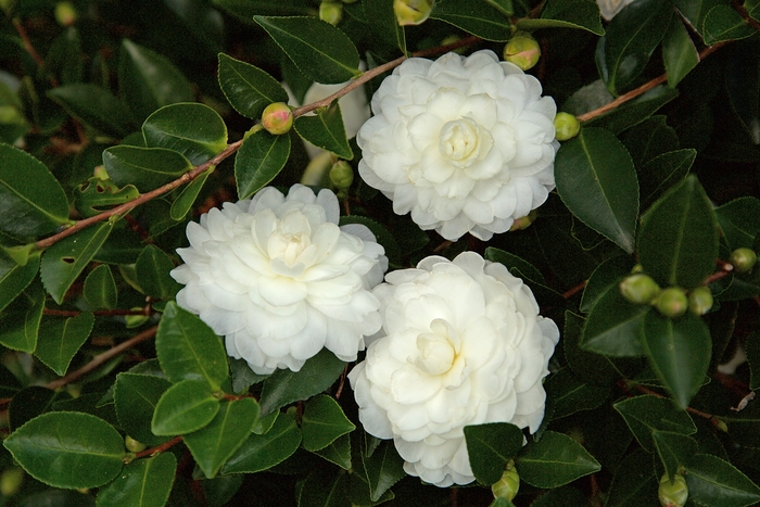 Camellia sasanqua October Magic® 'White Shi-Shi' (143244)