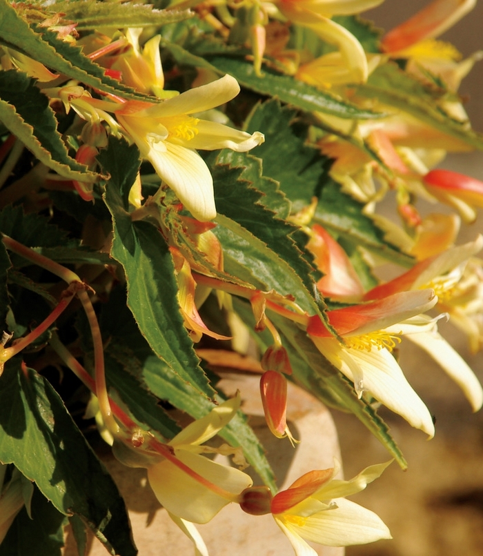 Begonia x tuberhybrida Summerwings® 'Vanilla' (143859)